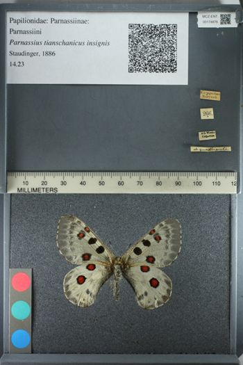 Media type: image;   Entomology 174876